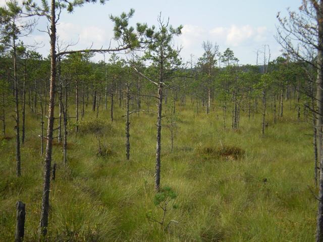 Berezinsky Biosphere Reserve